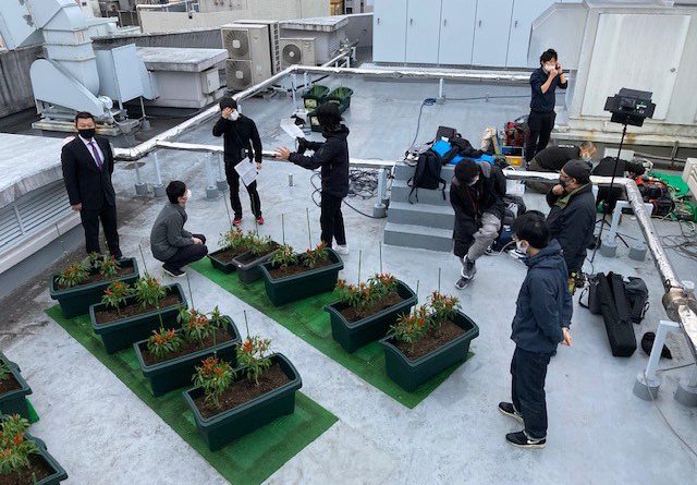 2020年11月6日（金）NHKの「おはよう日本」で内藤とうがらし屋上栽培•••